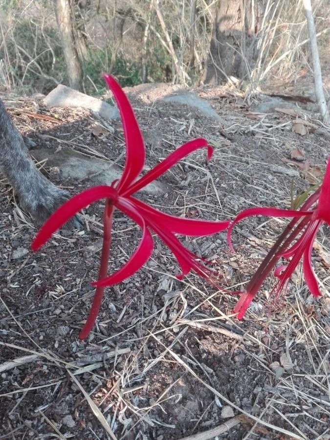 Sprekelia howardii — related species from the same genus