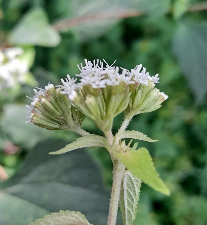 Stevia alpina flower