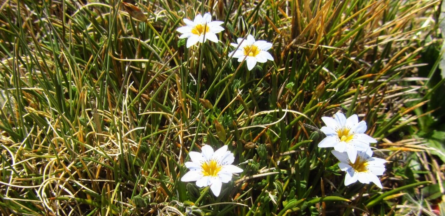 Gentiana sedifolia flower