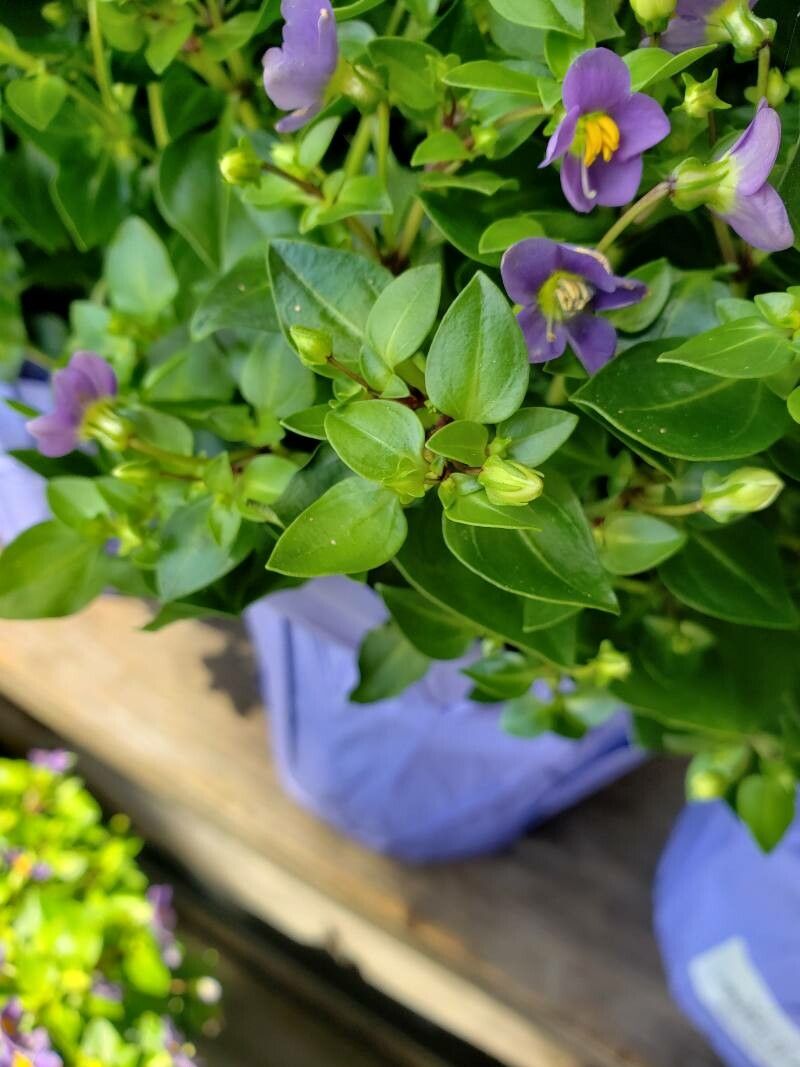 Exacum affine — search result for 'Gentianaceae'