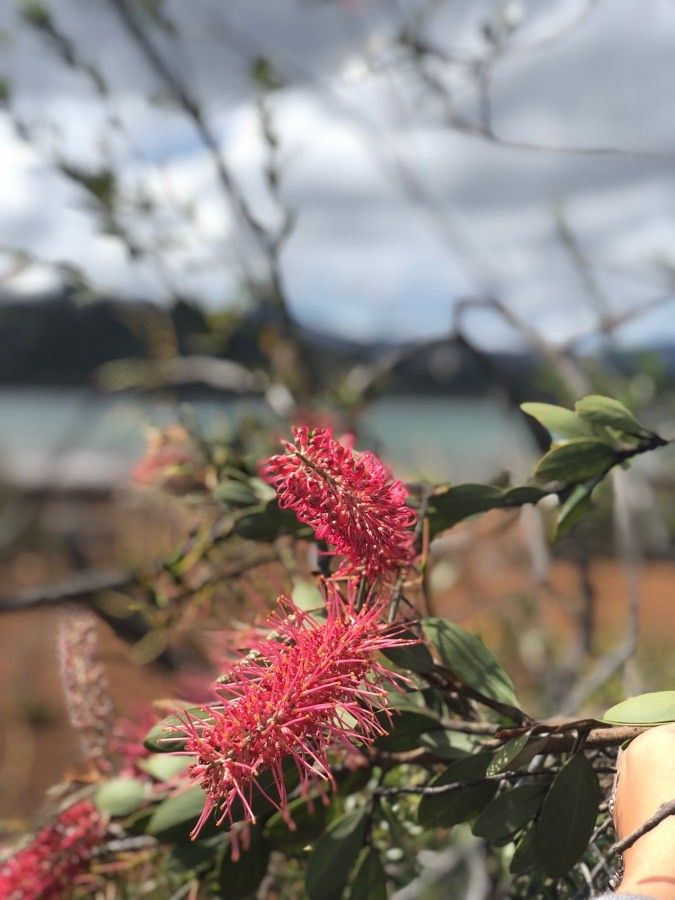 Grevillea gillivrayi — search result for 'Grevillea'