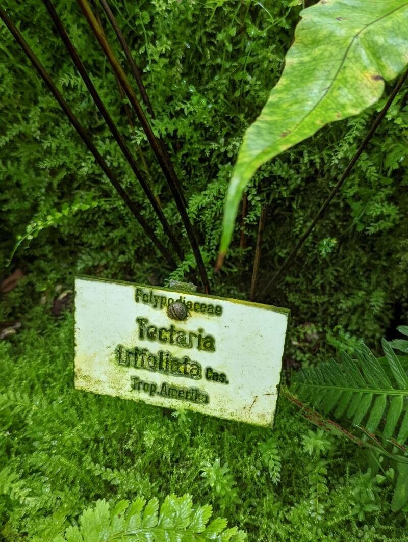 Tectaria trifoliata other