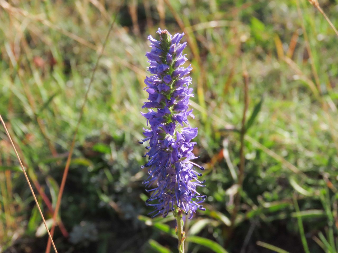 Veronica barrelieri flower