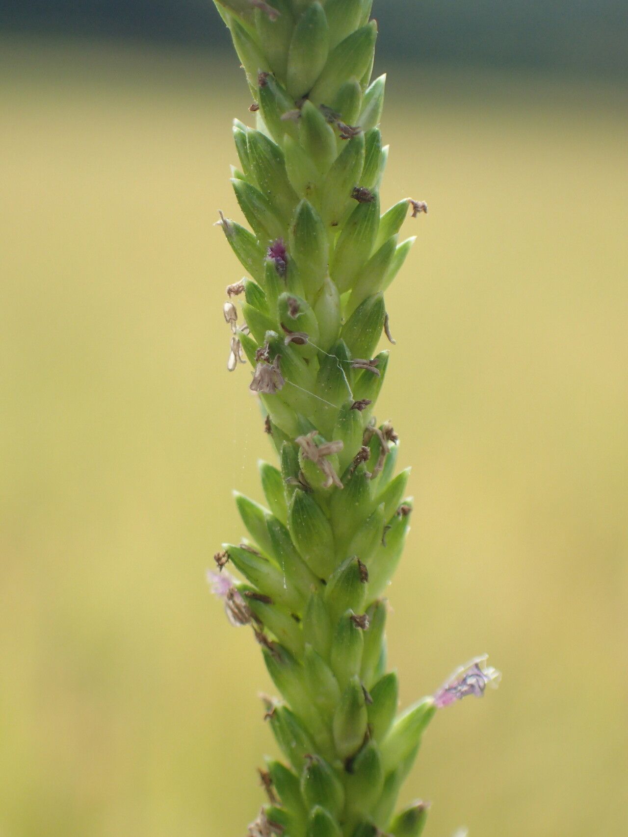 Sacciolepis africana — related species from the same genus