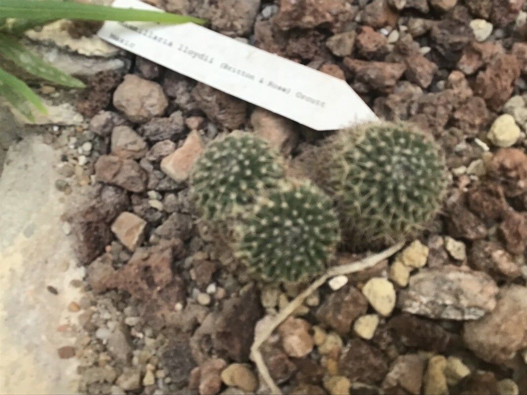 Mammillaria lloydii — houseplant care guide