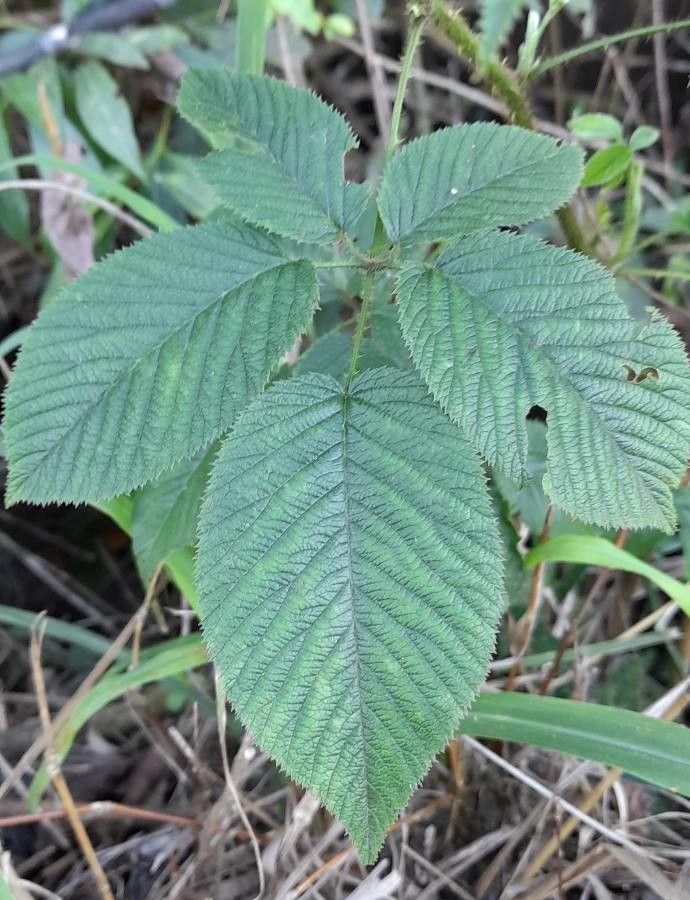 Rubus urticifolius leaf