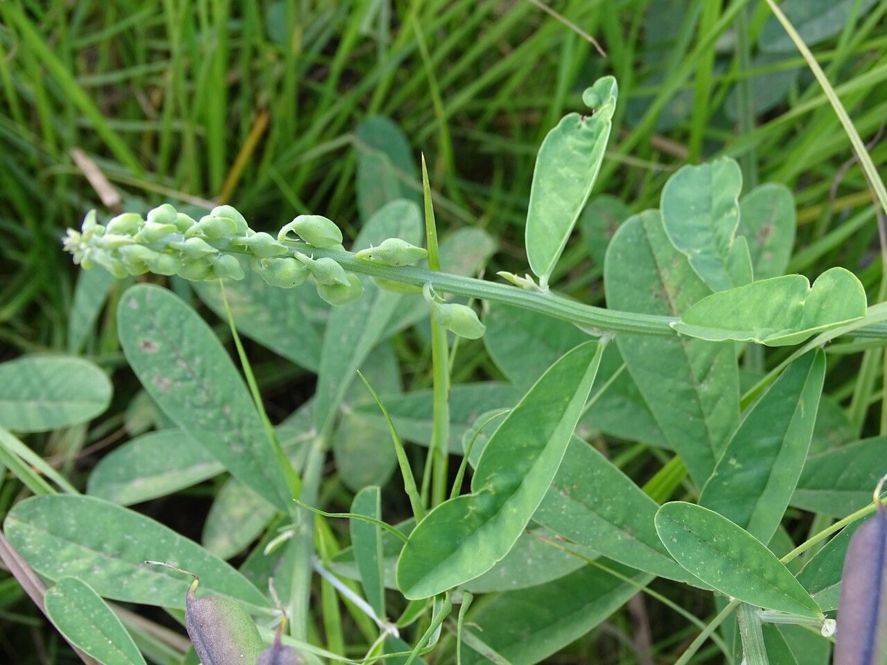 Crotalaria retusa leaf
