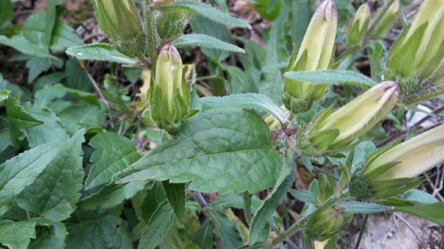 Campanula speciosa — search result for 'Campanulaceae'