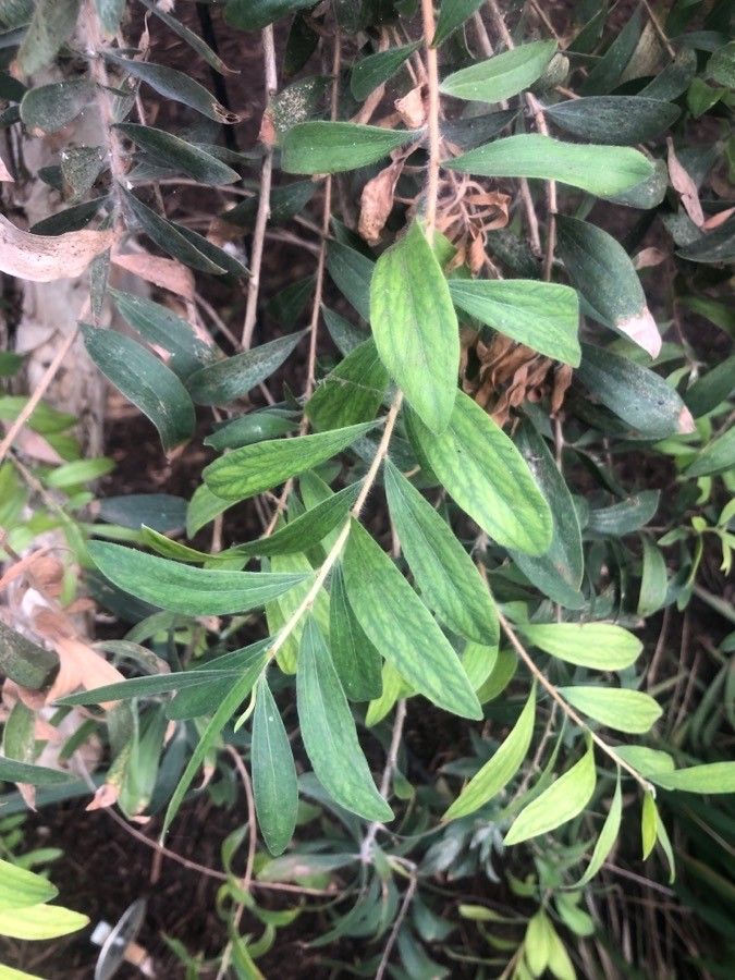 Melaleuca radula — houseplant care guide