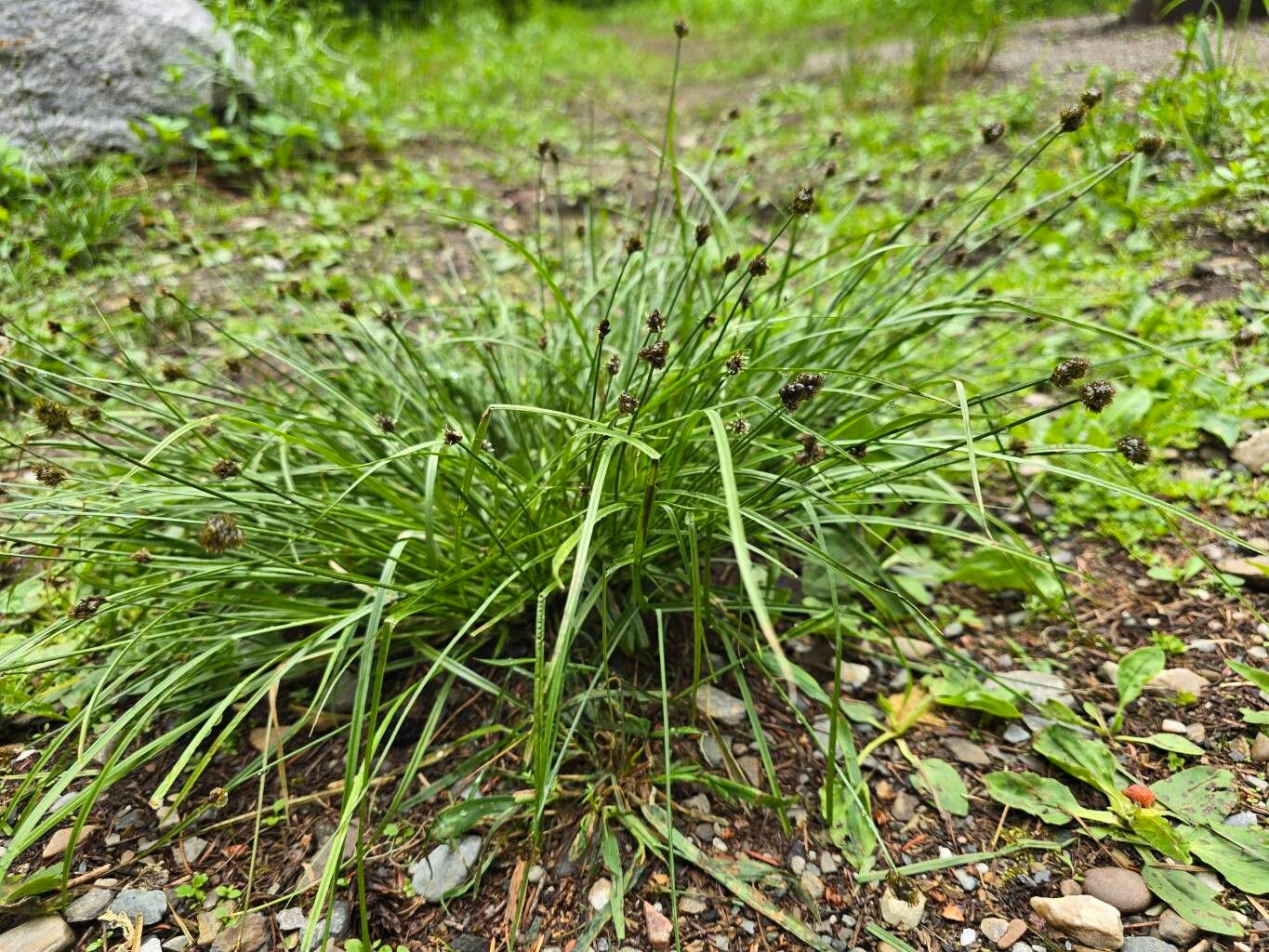 Carex nigricans — houseplant care guide