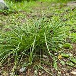 Carex nigricans