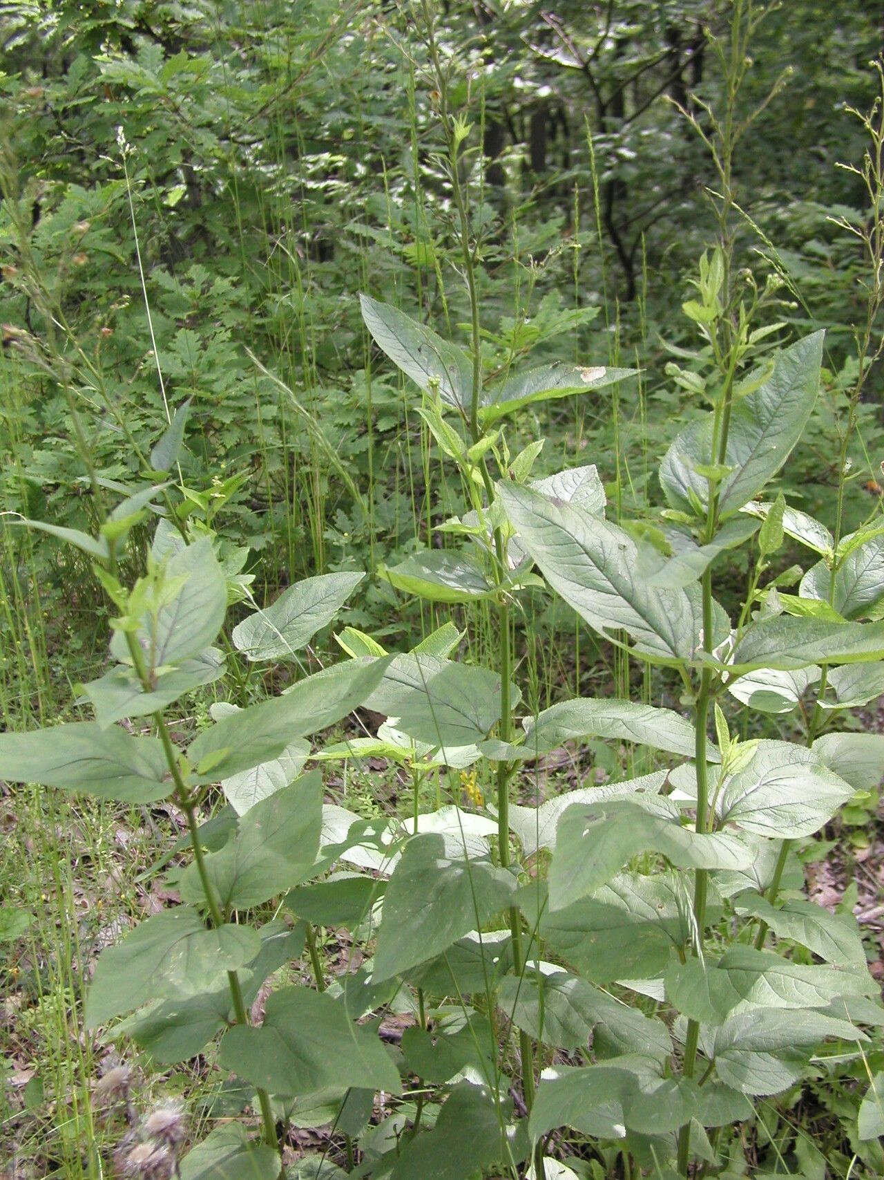 Scrophularia scopolii habit