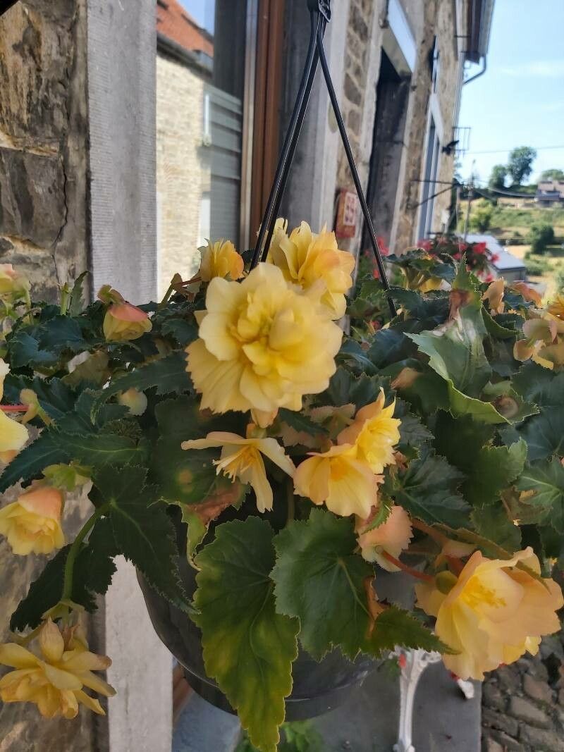Begonia evansiana fruit