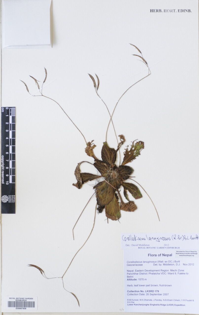 Corallodiscus lanuginosus other