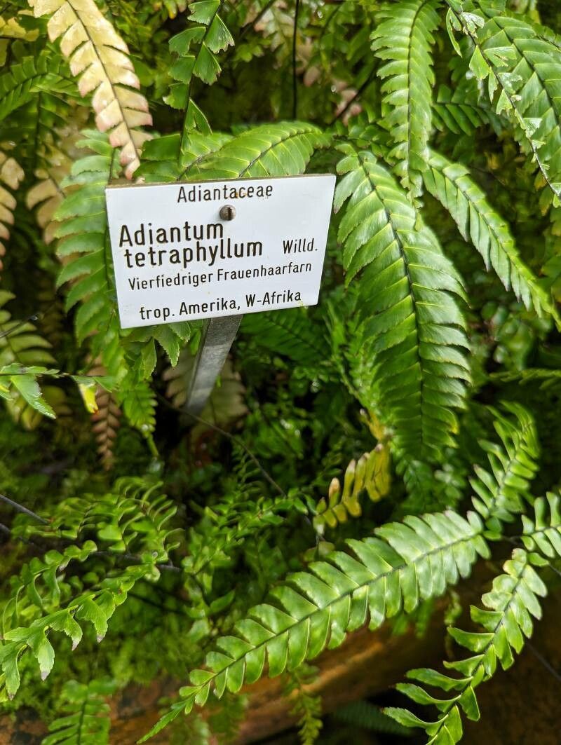 Adiantum tetraphyllum other