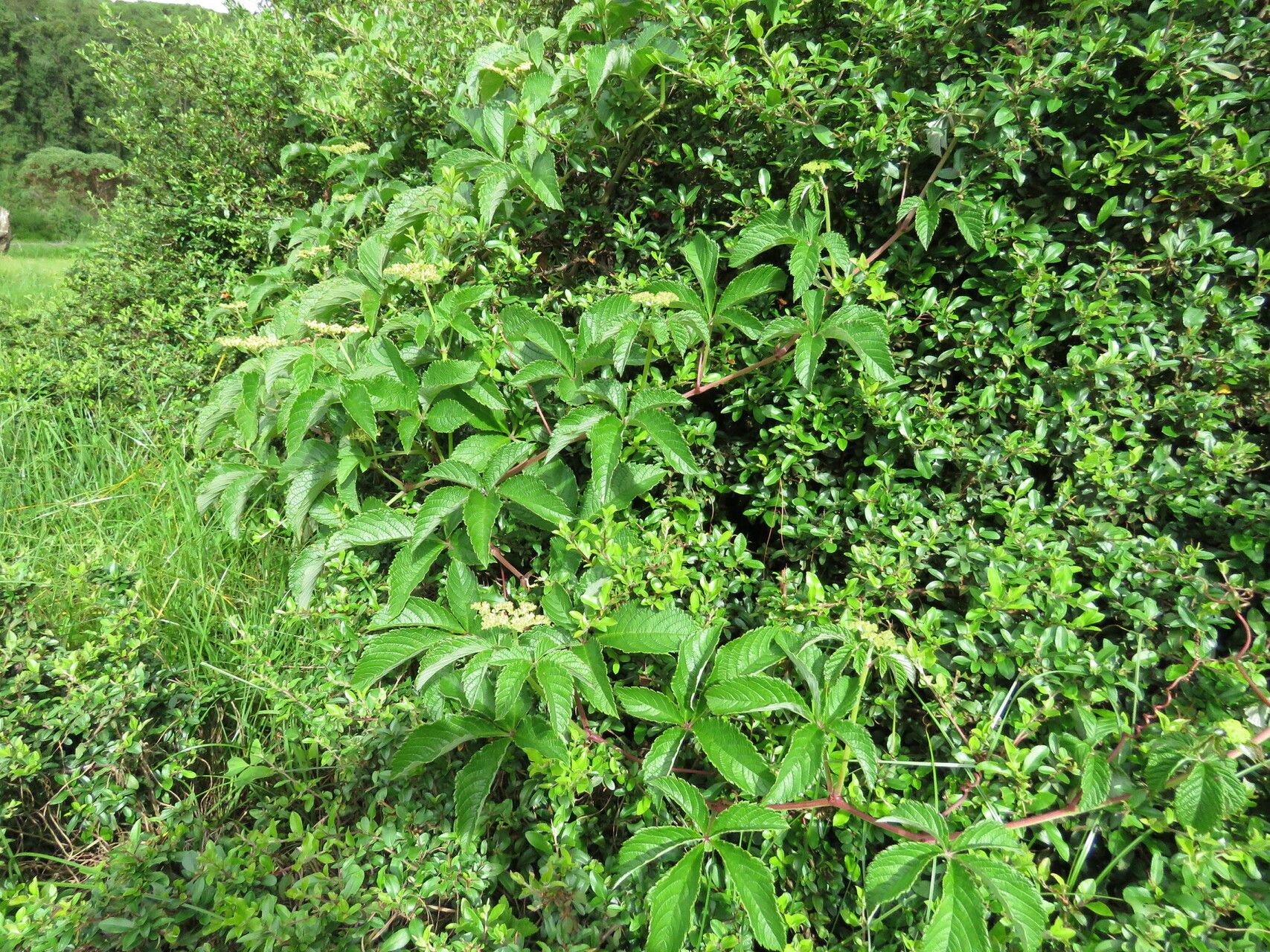 Cyphostemma vandenbrandeanum habit
