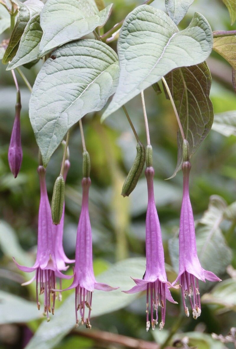 Fuchsia juntasensis — search result for 'Fuchsia'