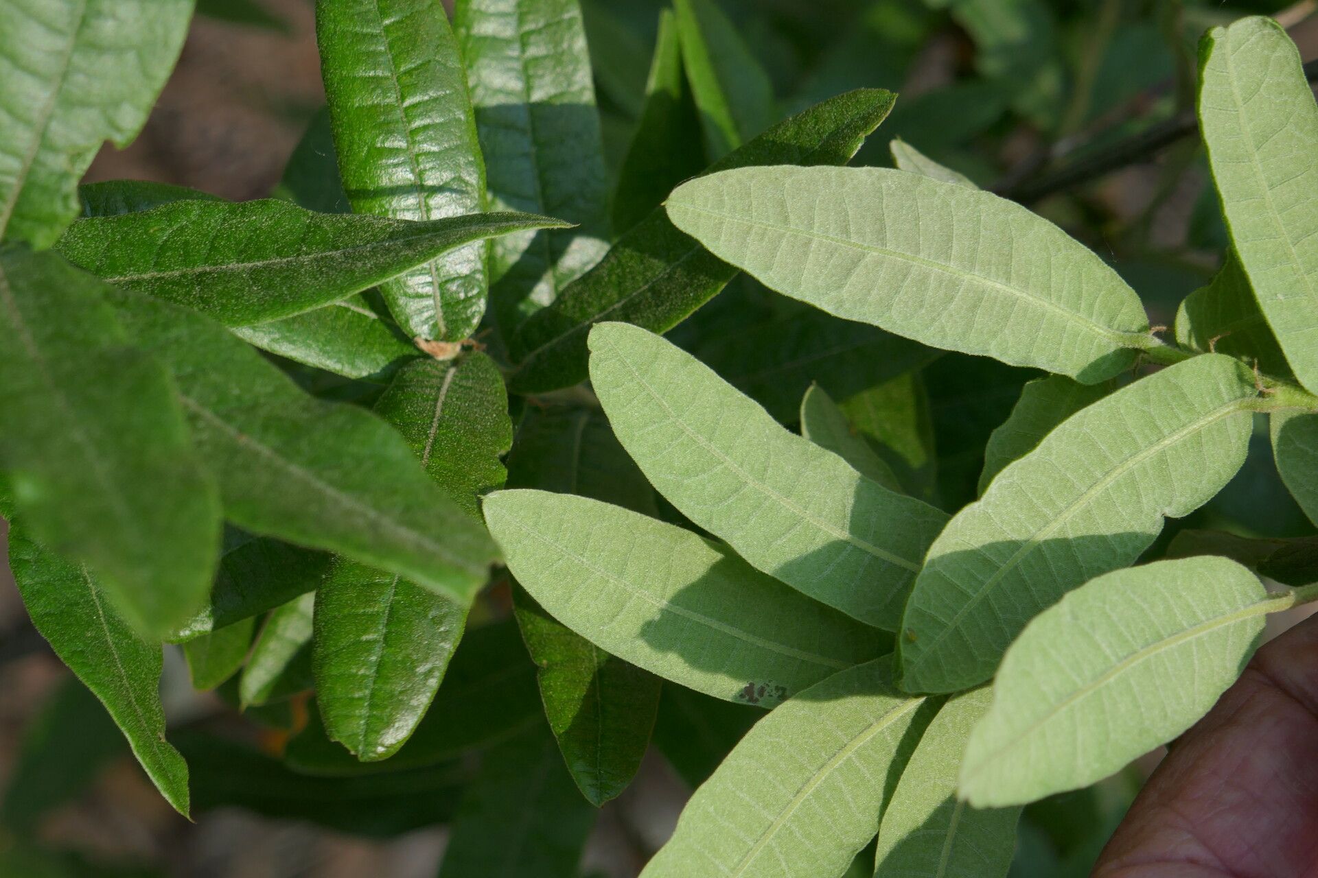 Quercus crassipes leaf