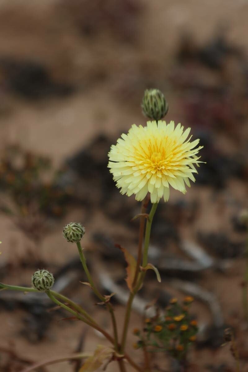 Malacothrix californica — related species from the same genus
