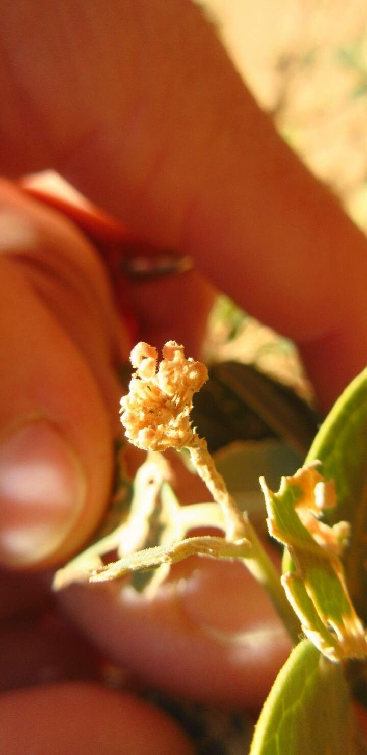 Boscia senegalensis flower