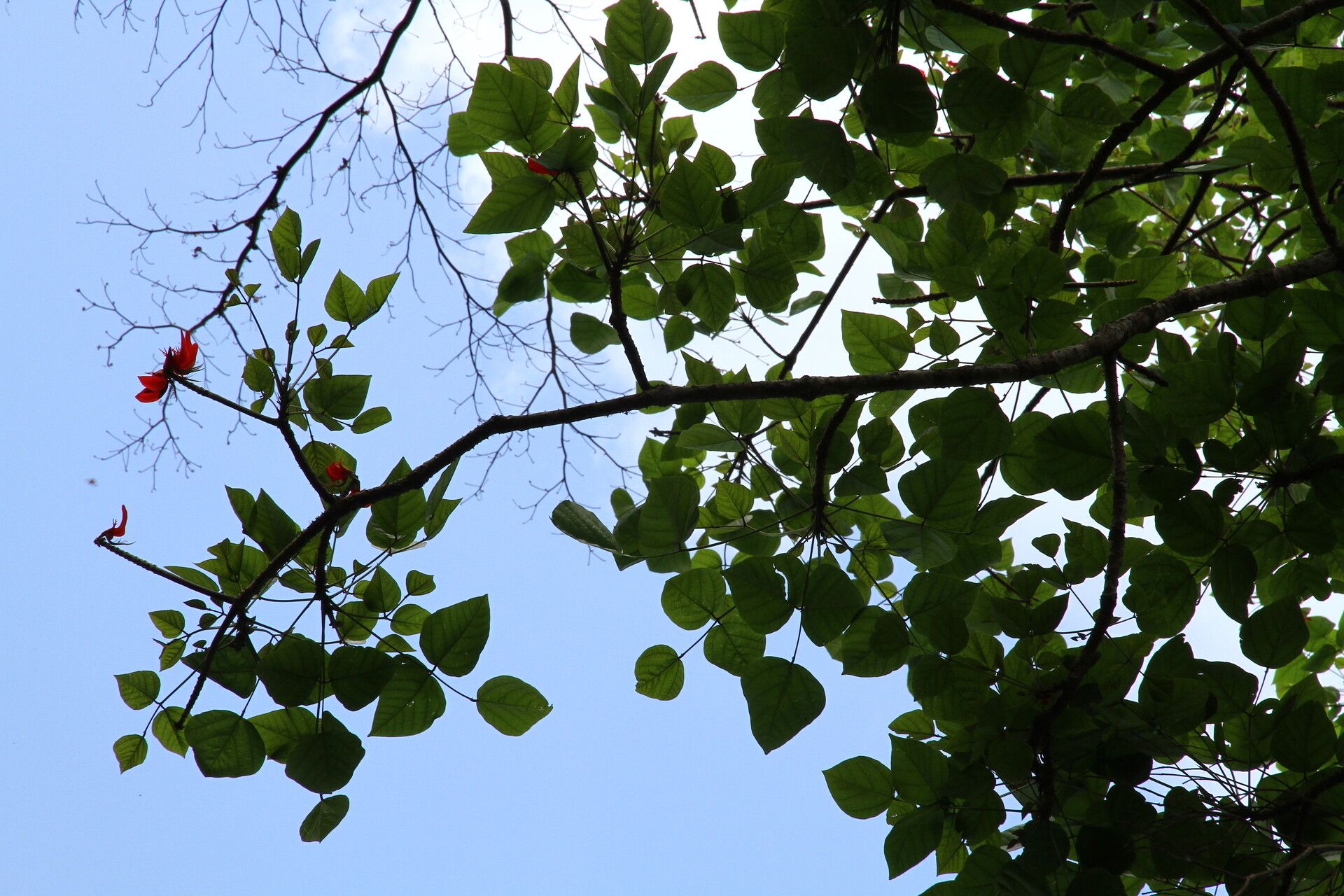 Erythrina droogmansiana habit