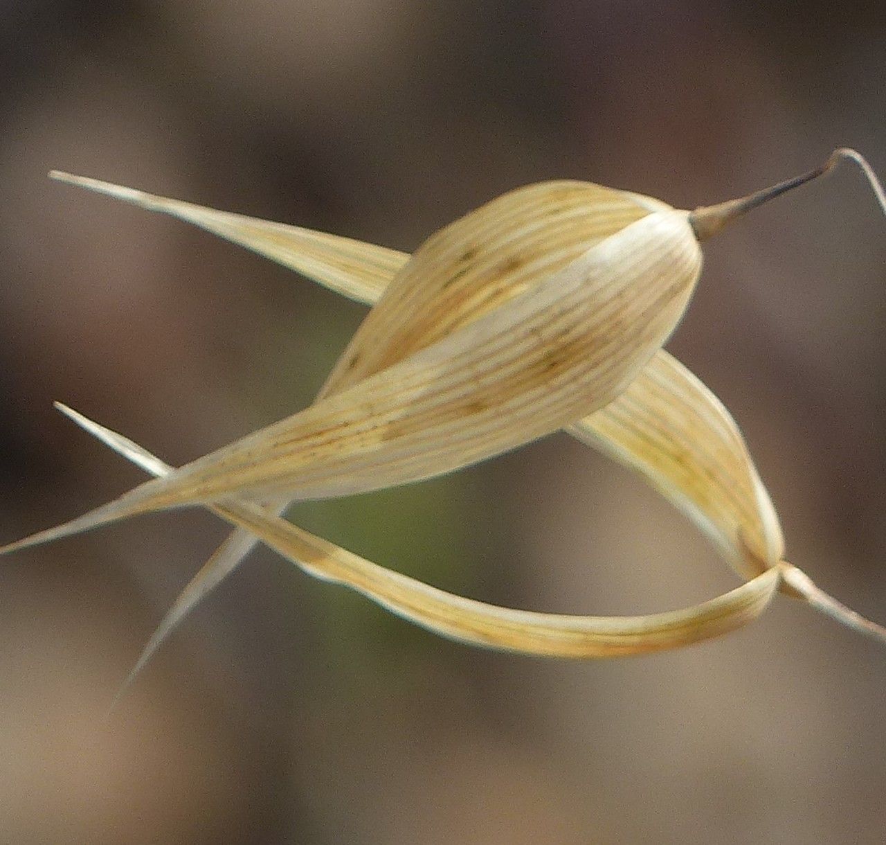 Avena sterilis leaf