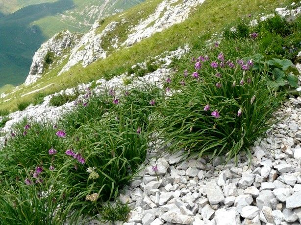 Allium insubricum habit