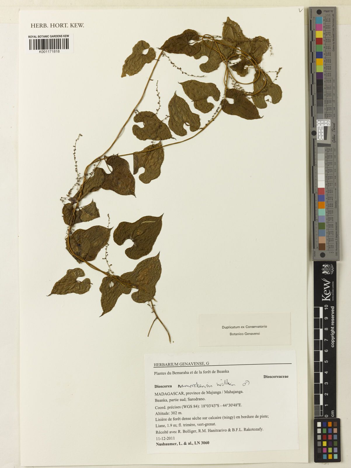 Dioscorea namorokensis — houseplant care guide