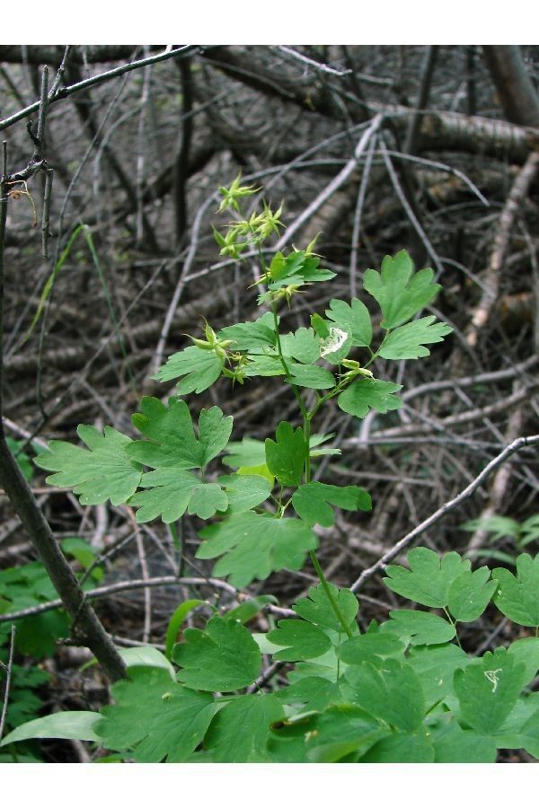 Thalictrum fendleri habit