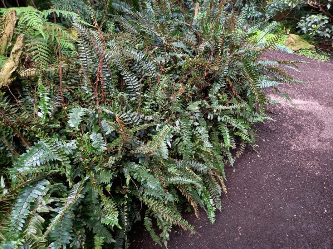 Pellaea falcata habit