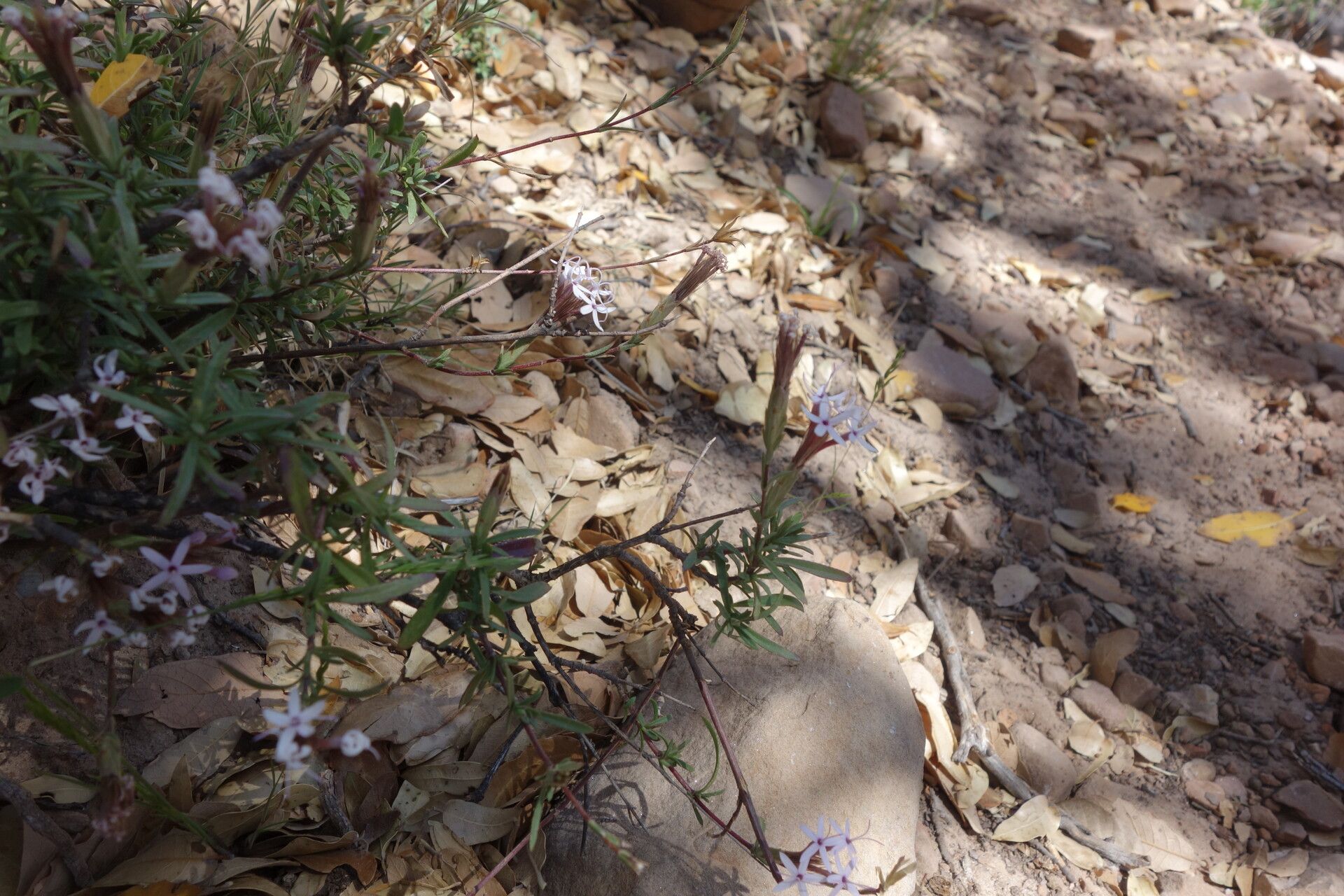 Carphochaete bigelovii — houseplant care guide