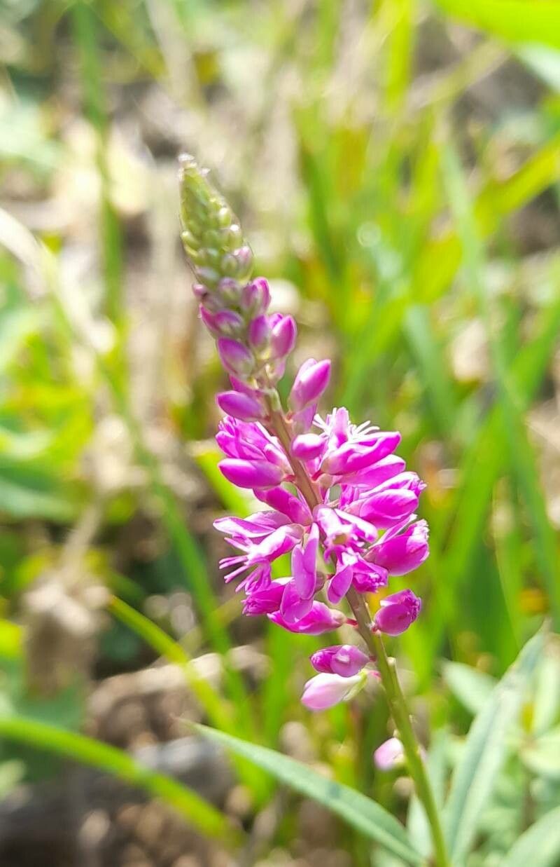 Polygala molluginifolia flower