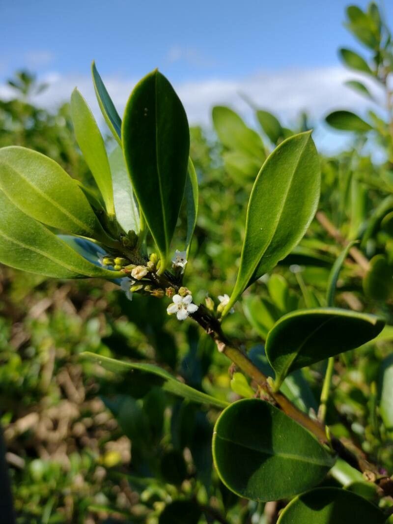 Myoporum boninense habit