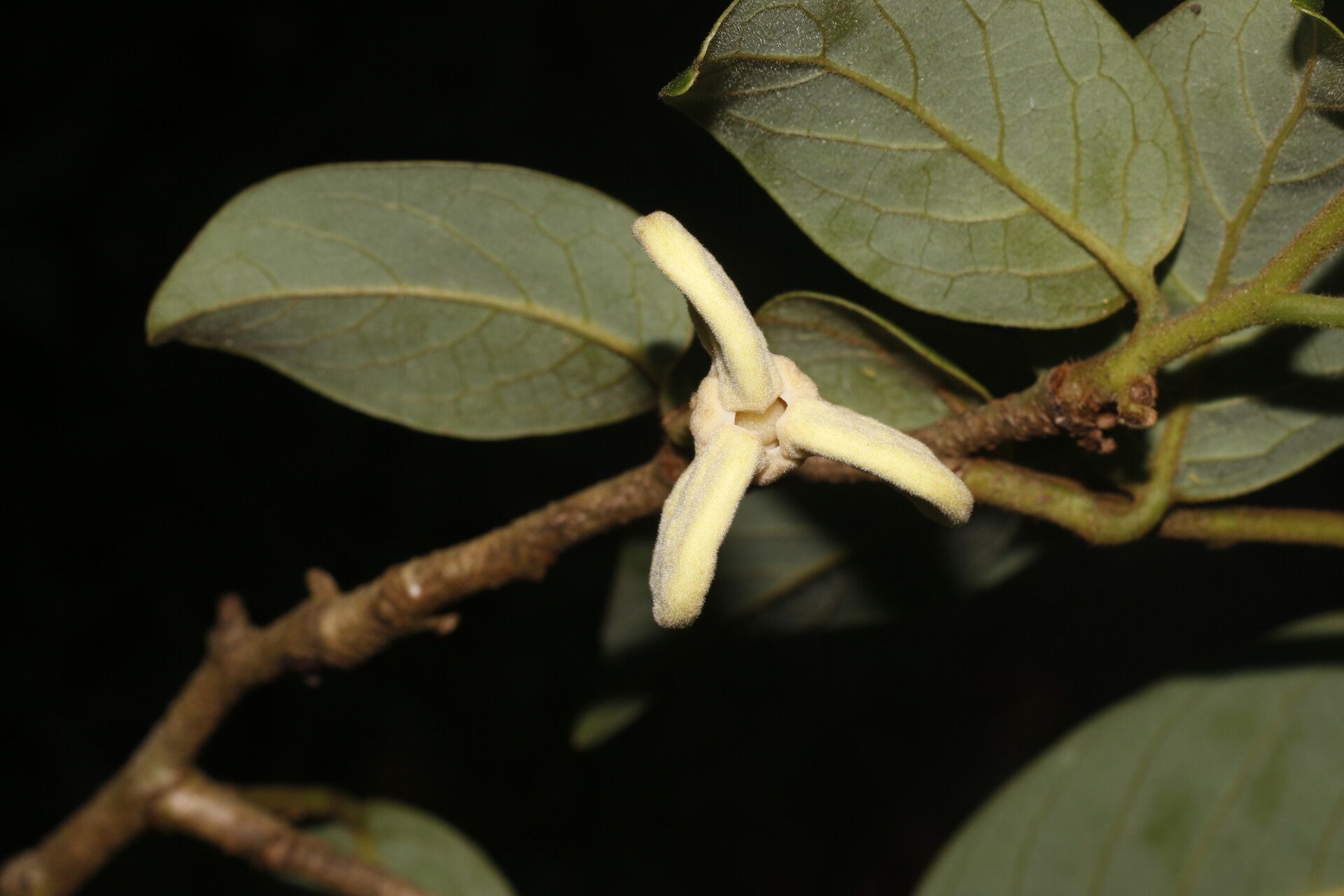 Annona rensoniana fruit