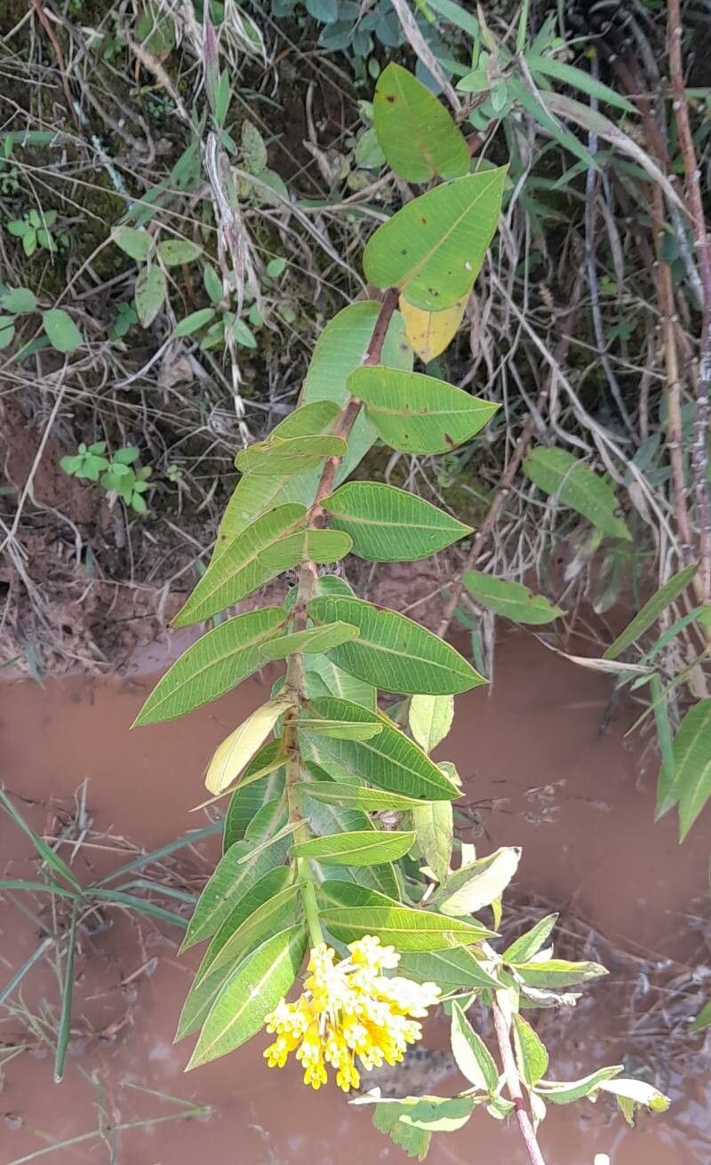 Asclepias barjoniifolia habit