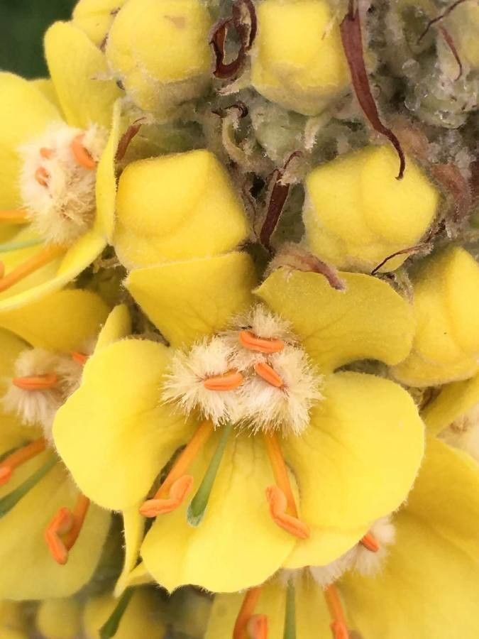 Verbascum niveum flower