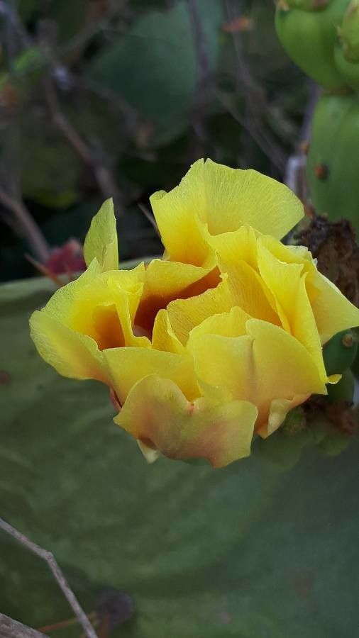 Opuntia dillenii flower