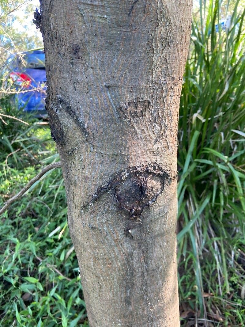 Acacia parramattensis bark