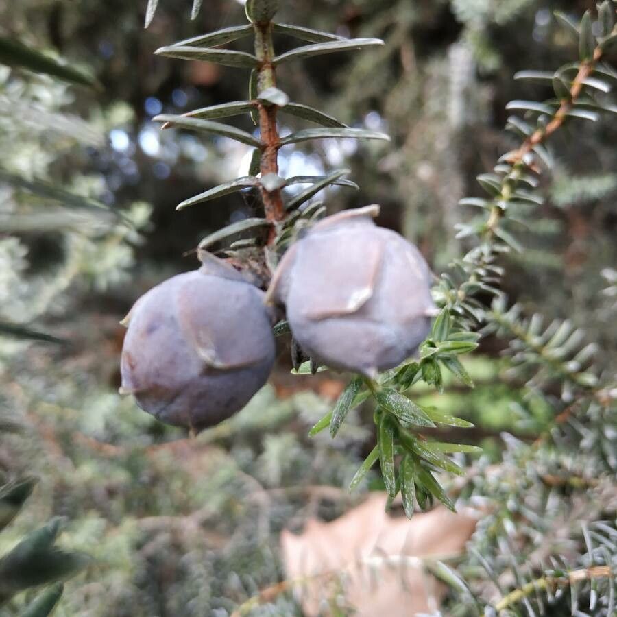 Juniperus drupacea fruit