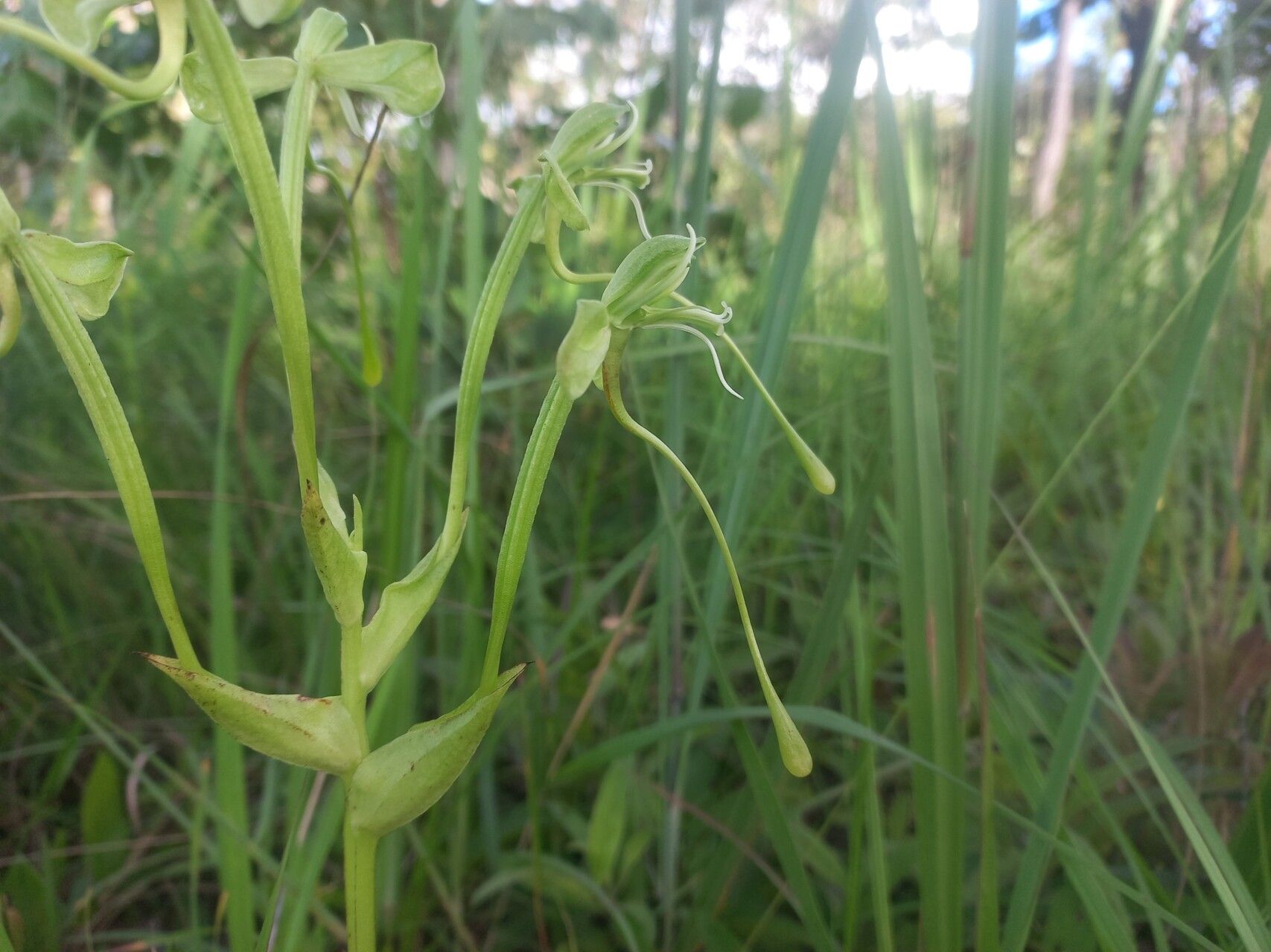 Habenaria gonatosiphon flower