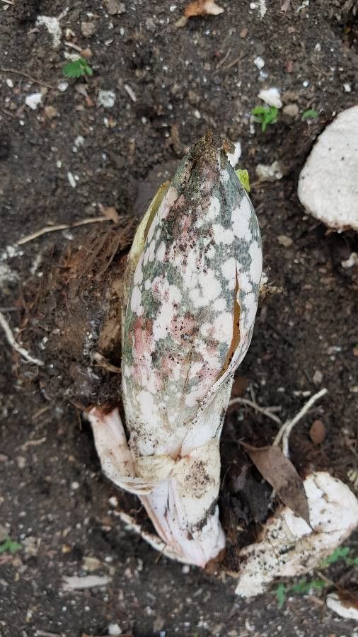 Amorphophallus paeoniifolius flower