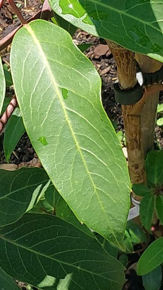 Schefflera alpina leaf