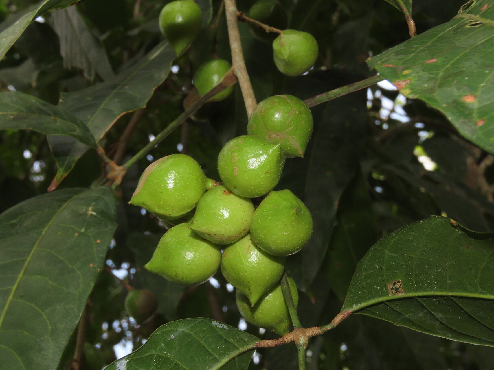 Protium panamense fruit