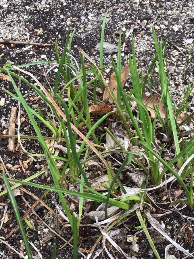 Kniphofia triangularis leaf