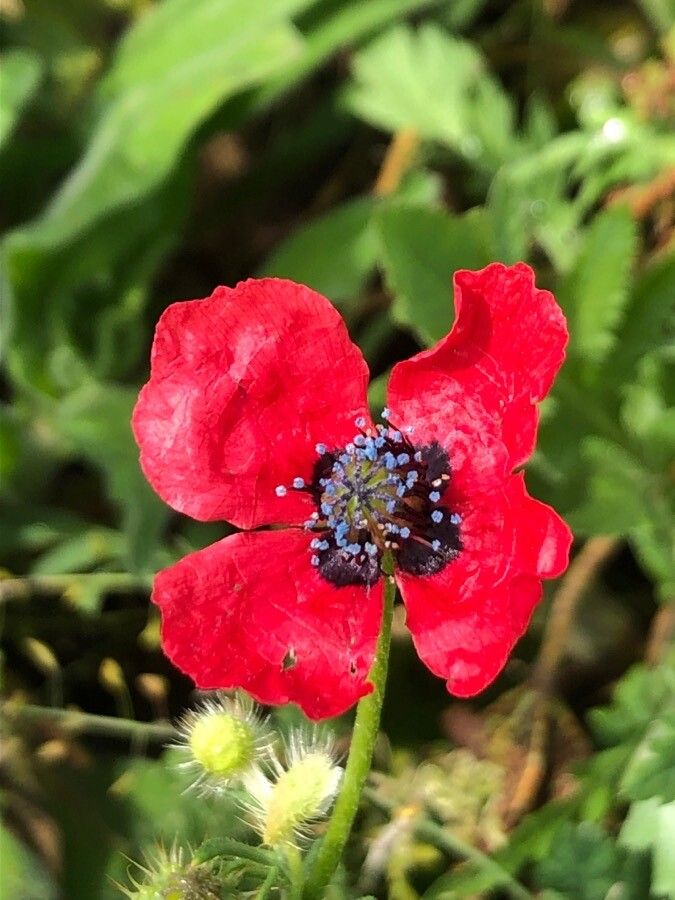 Papaver hybridum flower