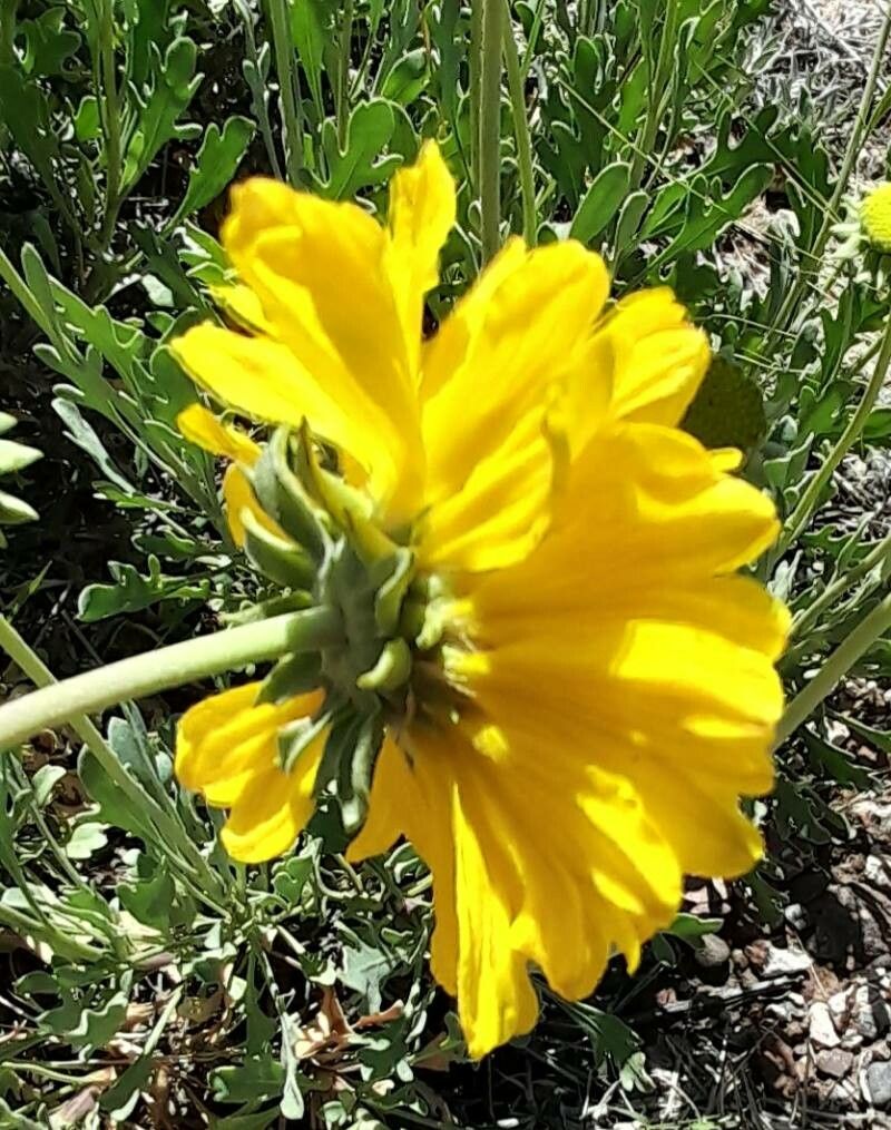 Gaillardia cabrerae flower
