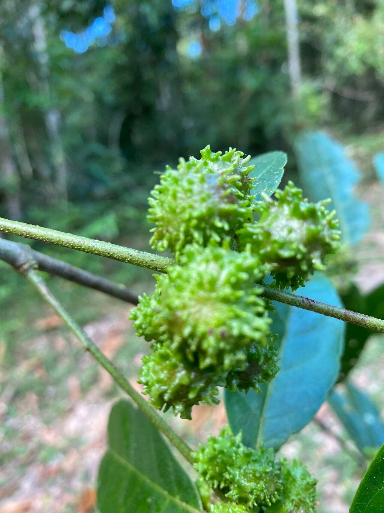 Siparuna reginae — houseplant care guide