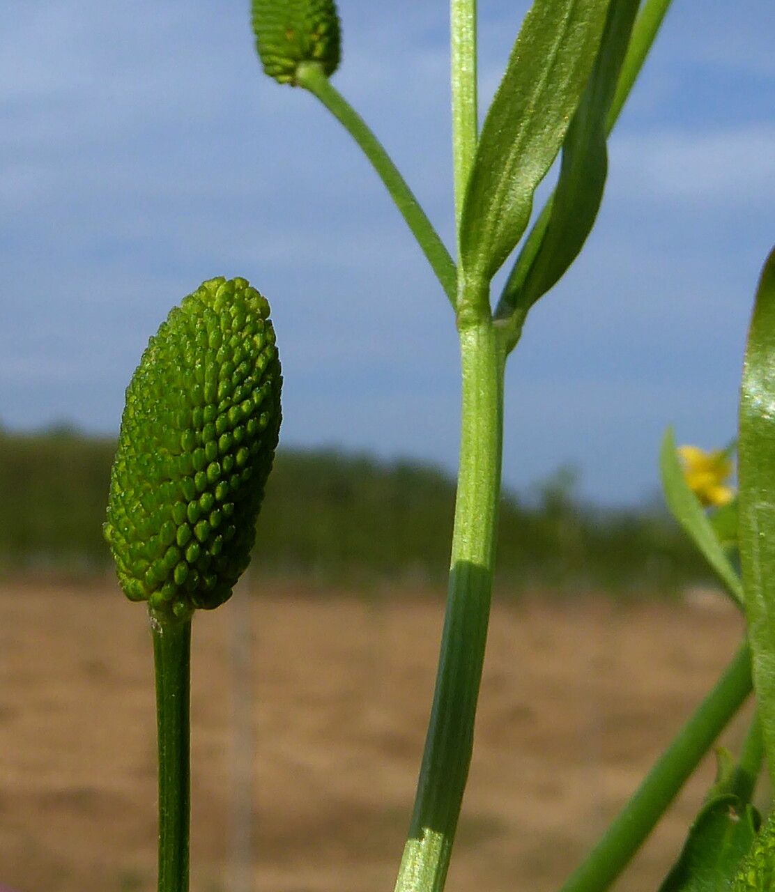 Ranunculus sceleratus fruit