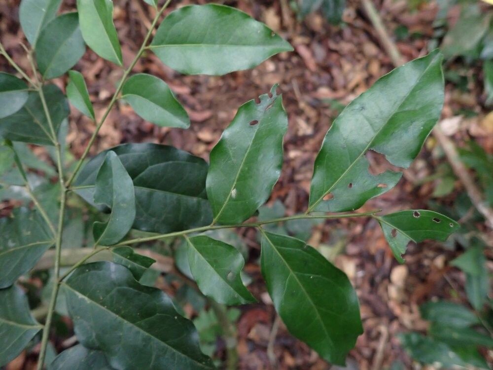 Diospyros vermoesenii other