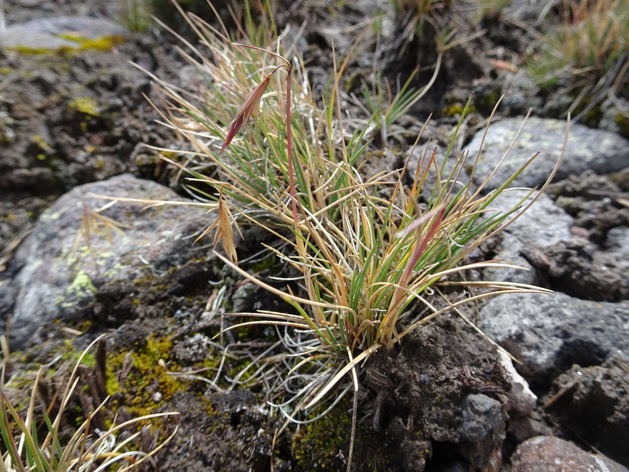 Festuca livida habit